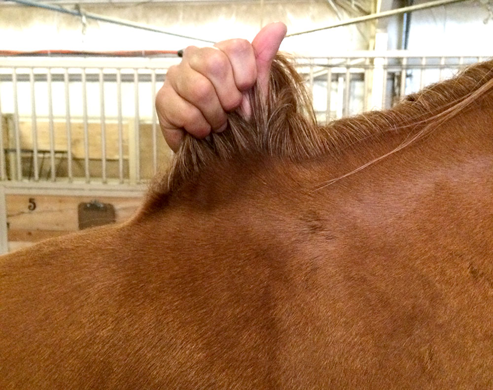 Horse with HERDA