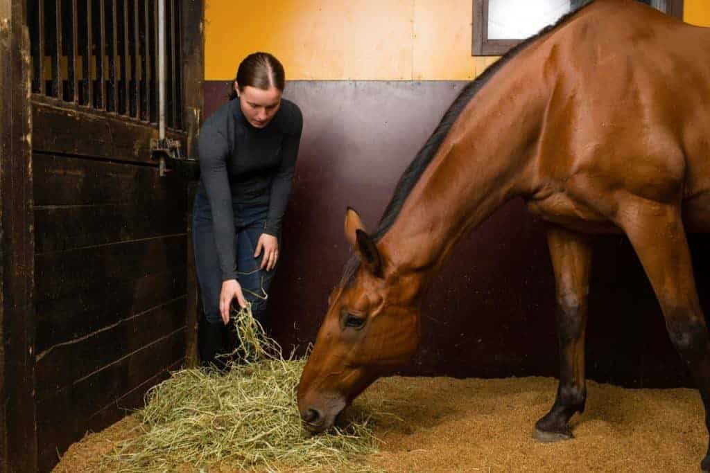 feeding horses with equine asthma; How Can I Get my Picky-Eater Sport Horse to Eat Enough Calories; Horse eating green hay in stall