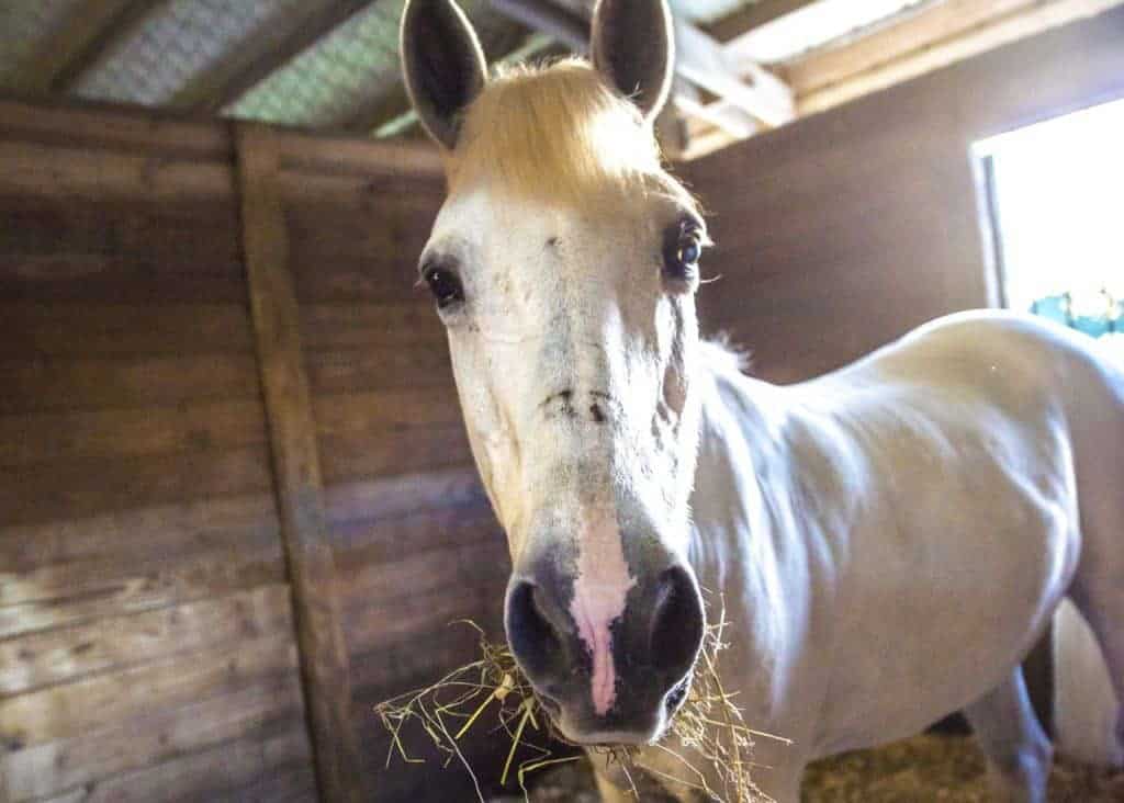 Feeding the Ulcer-Prone Horse