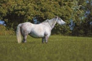 Spring Grass Safety