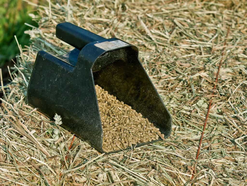 scoop of pelleted grain on top of hay bale