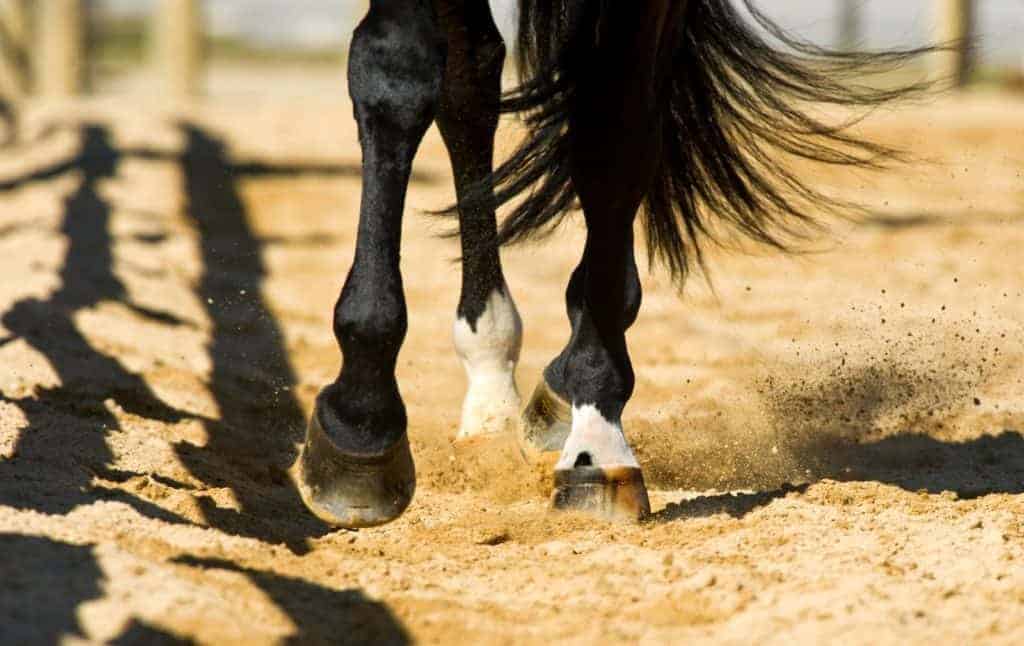 pastern bone damage in sport horses; horse arena footing; How Uneven Feet Affect a Horse in Motion