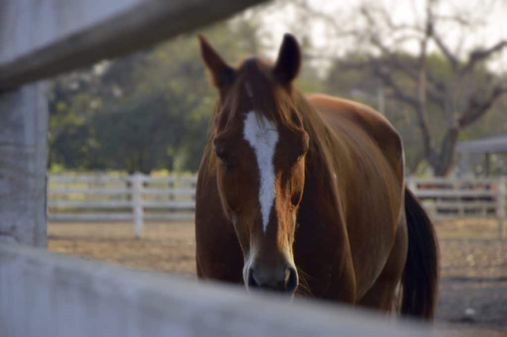 How Can I Tell if My Horse is in Pain?, lymphoma in horses