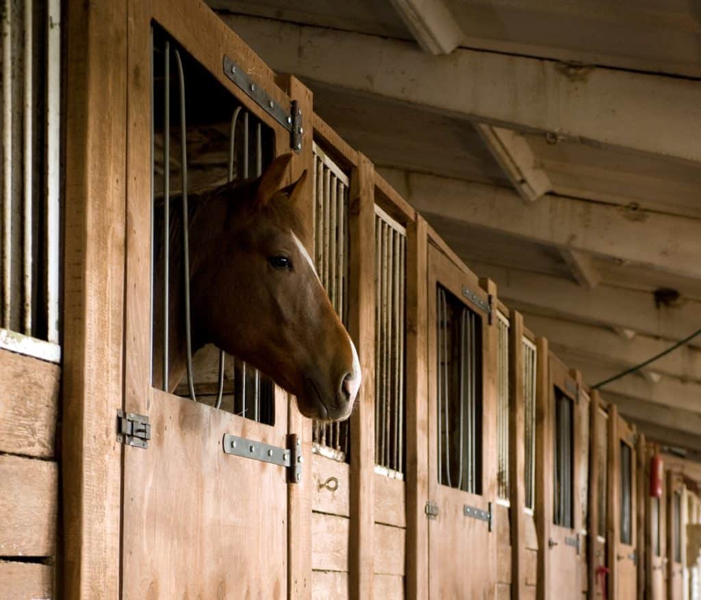 Equine Herpesvirus-1 Transmission Risk After Quarantine