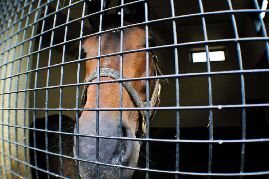 Tips for Handling an Equine Infectious GI Disease Outbreak