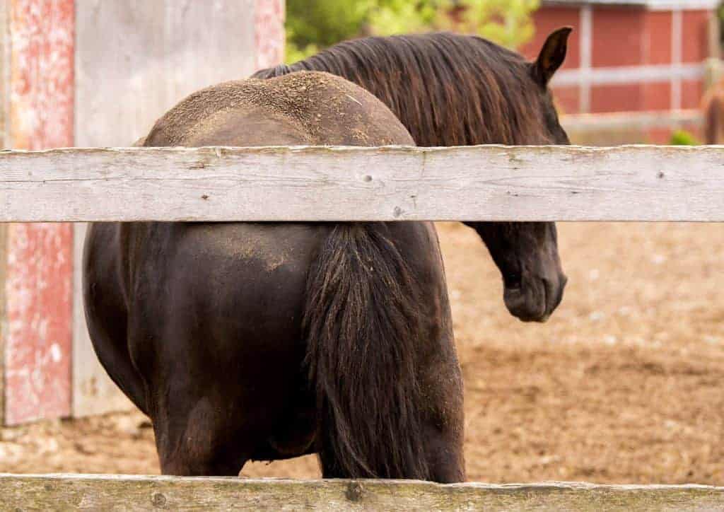 hair loss in horses; Improving Dry Equine Skin and Coats With Nutrition; IBH vaccine for horses