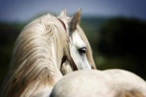 Feeding the Horse's Topline