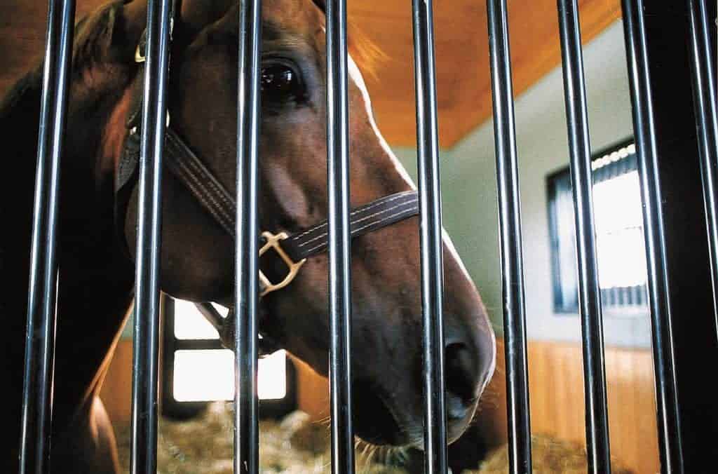 controlling ehv-1; Study: Not All Biosecurity Protocols Effective