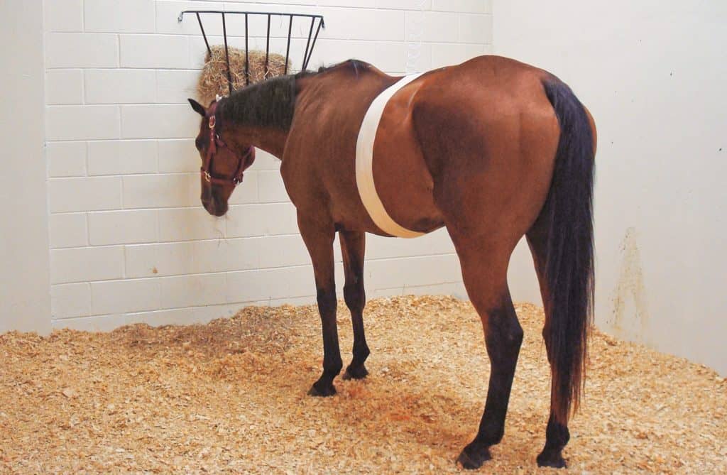 horse colic; Researchers Compare Strangulating Intestinal Lesions