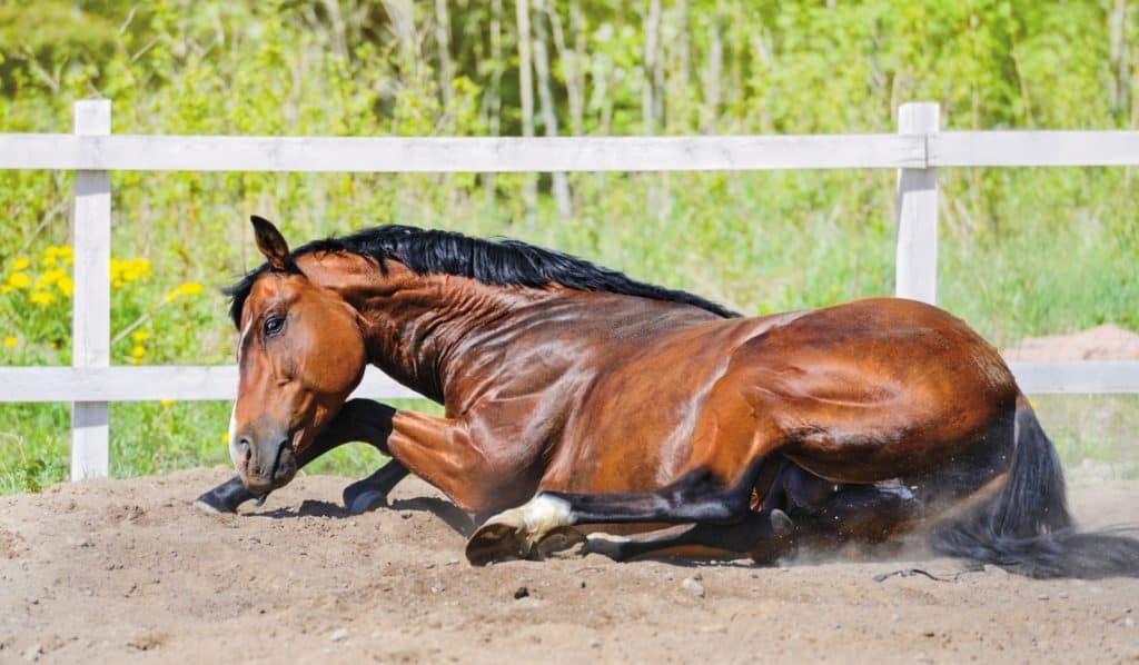 Medical Colic Management: What to Know