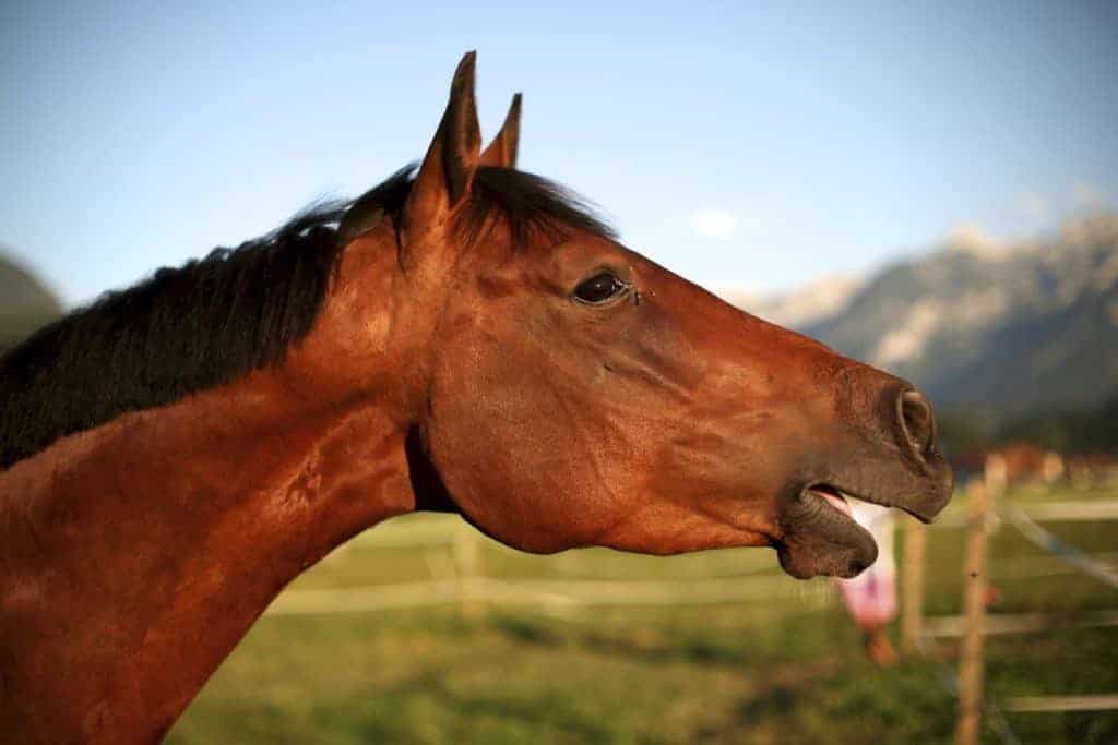 Some Stallion Voices More Attractive to Mares Than Others