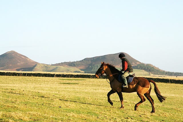 rehabbing horse tendons