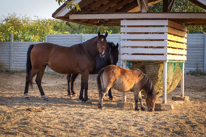 horse hay feeder