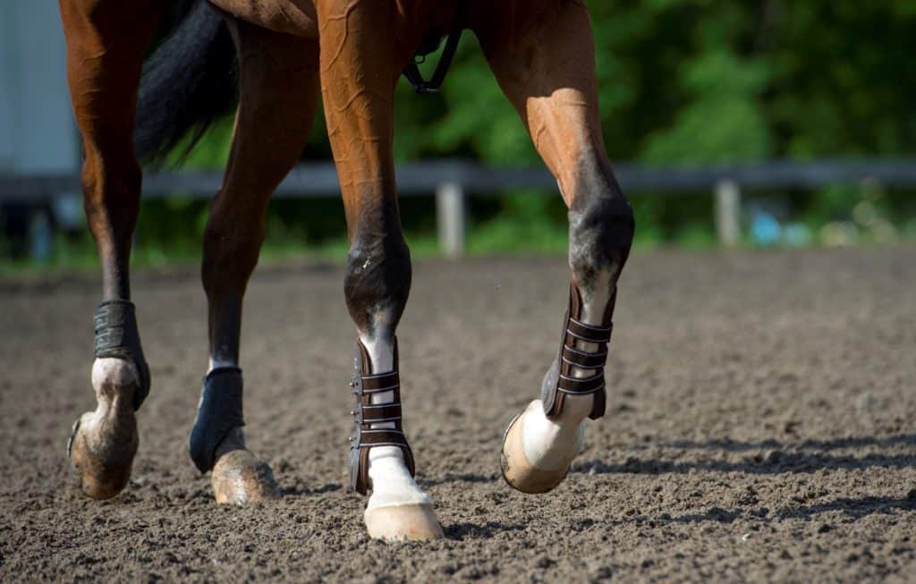 Advancements in Understanding Genomics and Horses