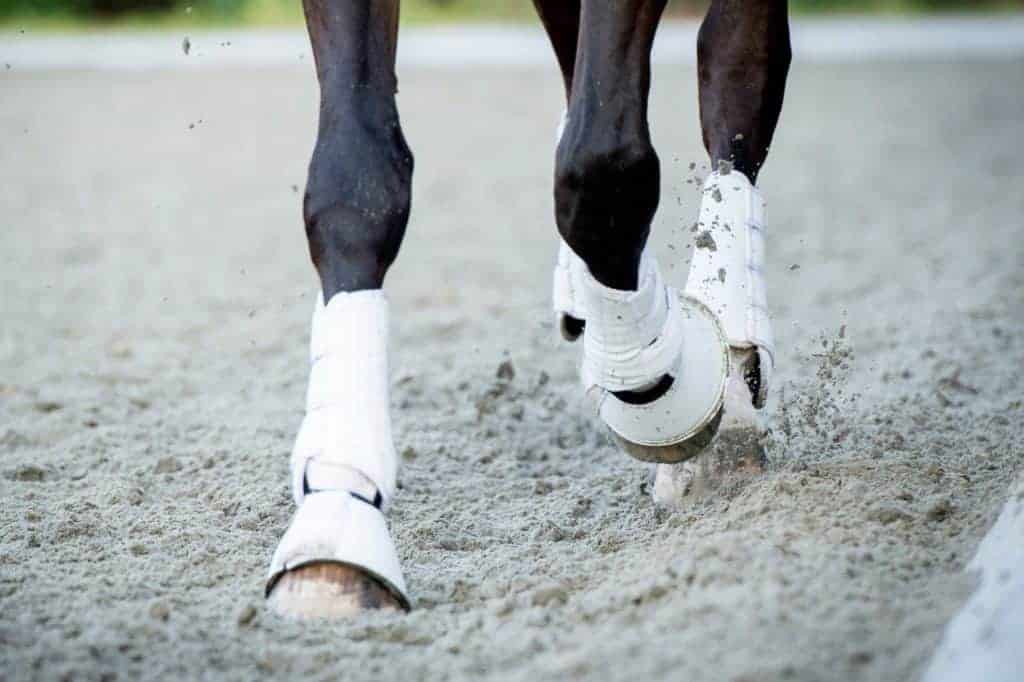 horse wearing boots, trotting in arena