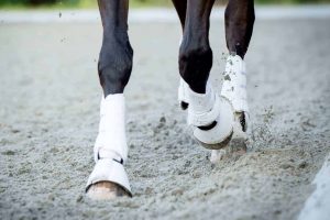 horses-lower-legs-in-arena