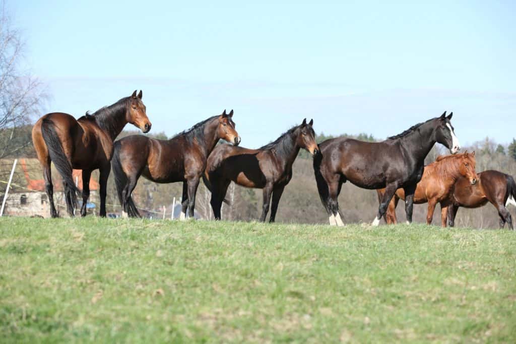 Do Horses Feel Empathy?