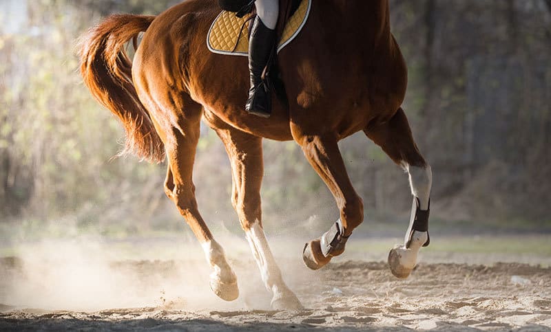 Cantering horse