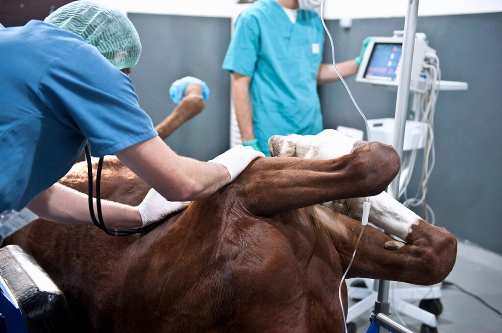 horse surgery