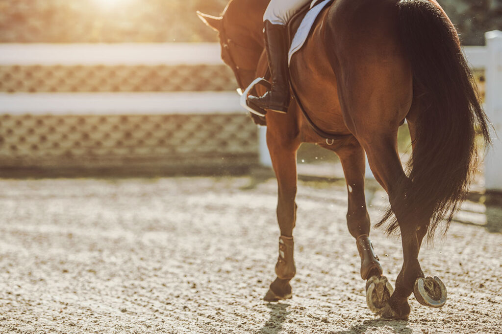 horse working in arena