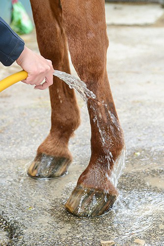 Hosing a horse's lower legs