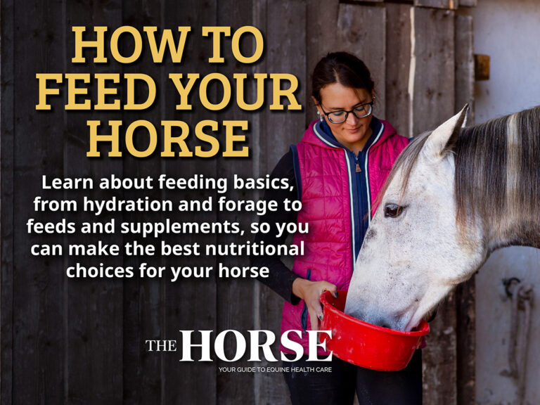 How to Feed Your Horse