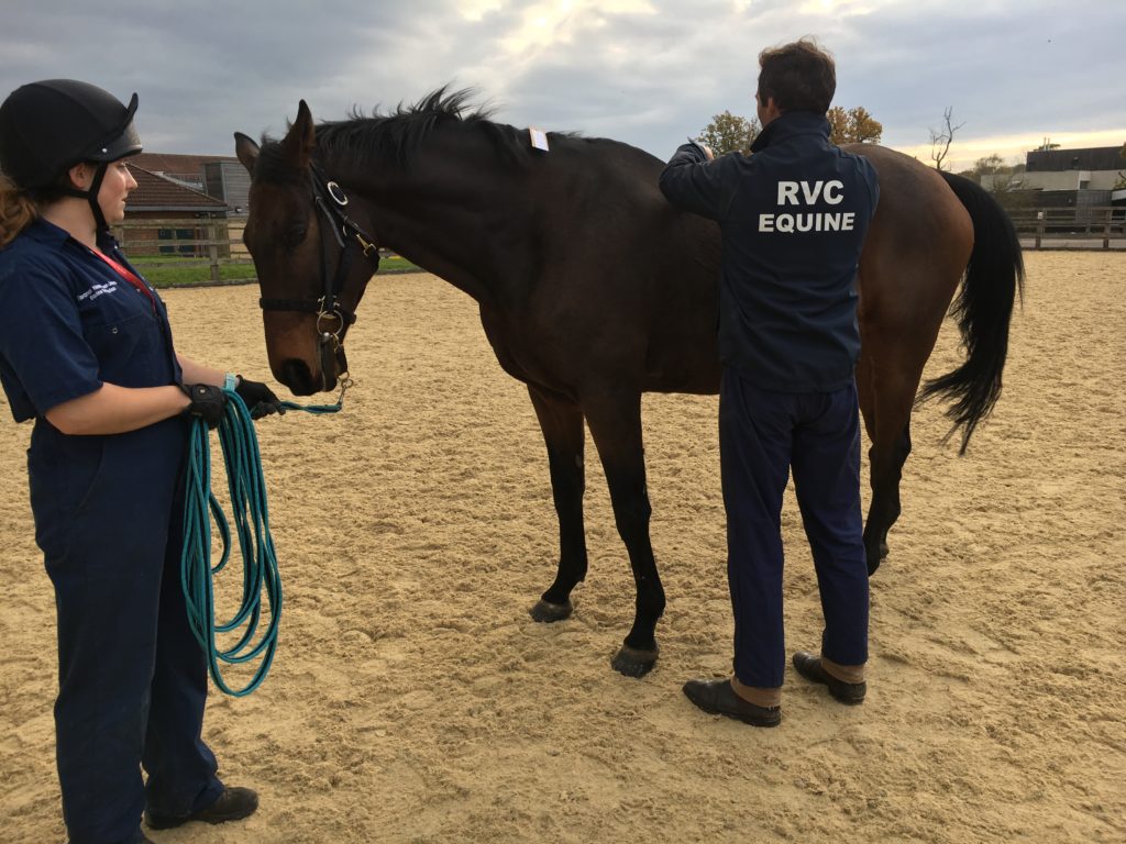 back pain in horses