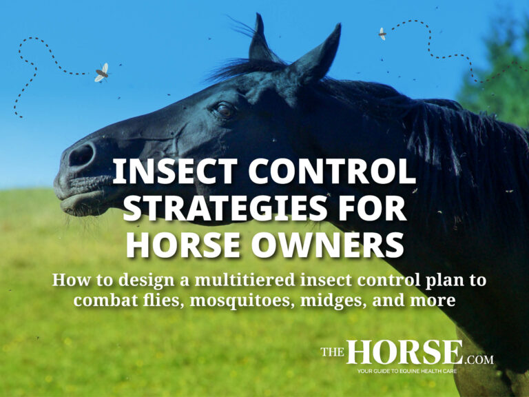 Insect Control Strategies for Horse Owners