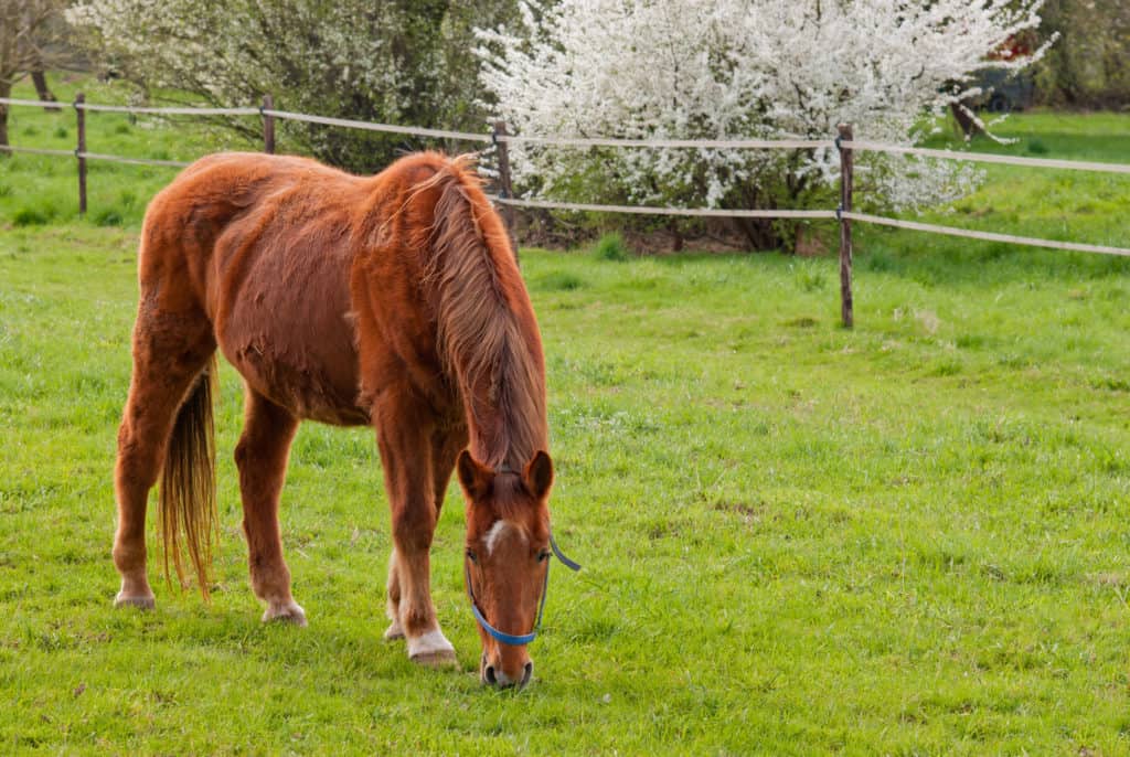can horses with ppid have grass; ppid; decreased bone density and ppid
