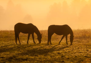 pasture grass sugar levels