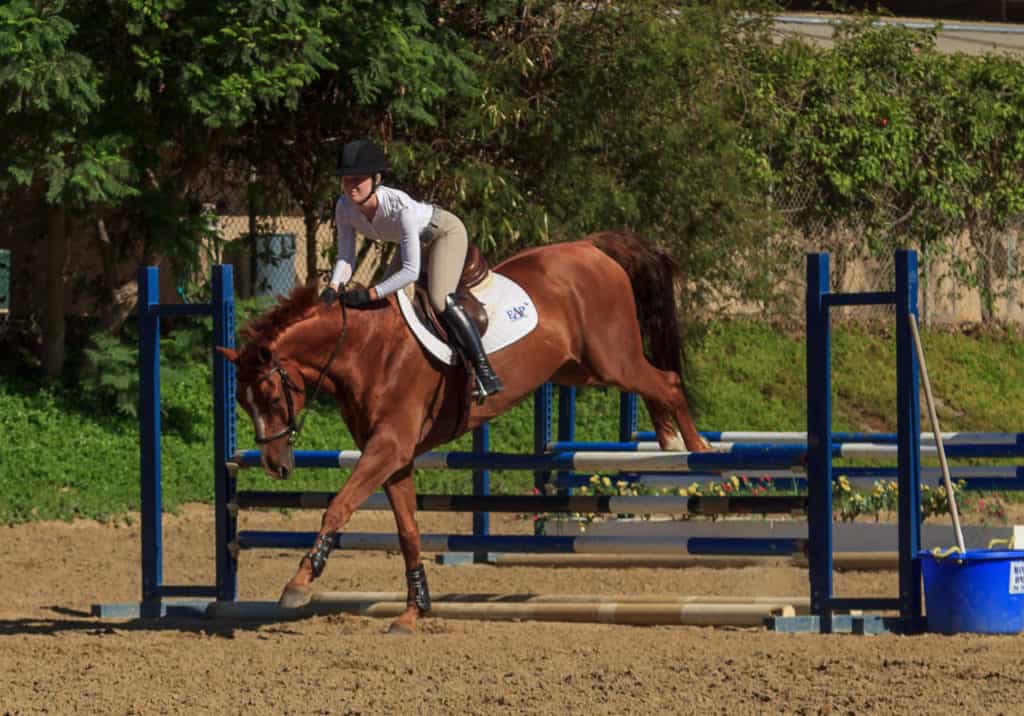 horse stumbling