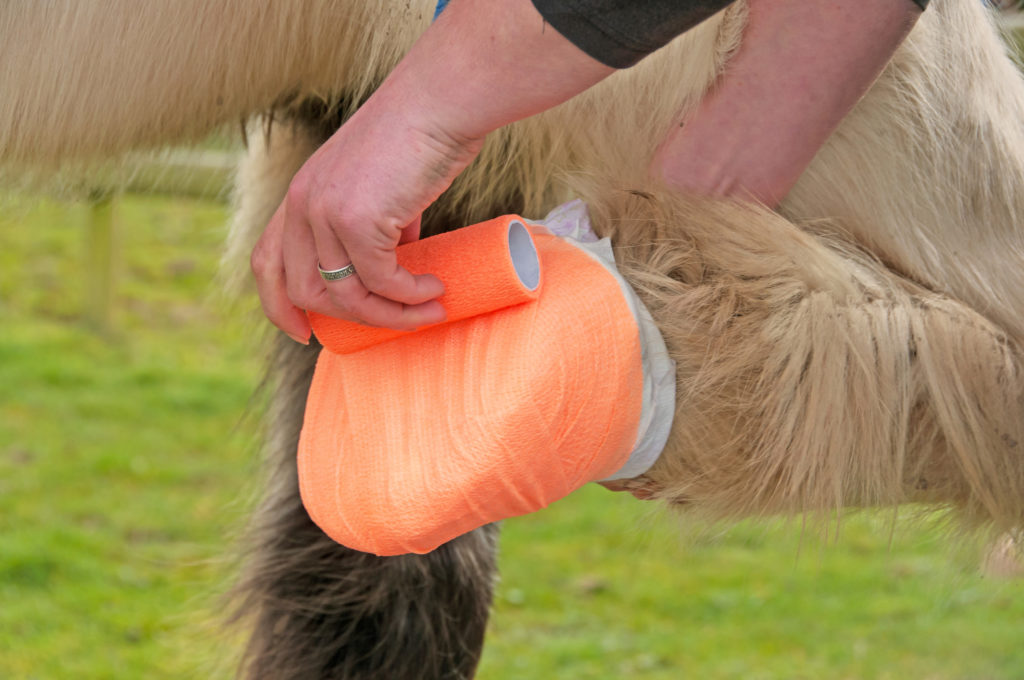 hoof abscess