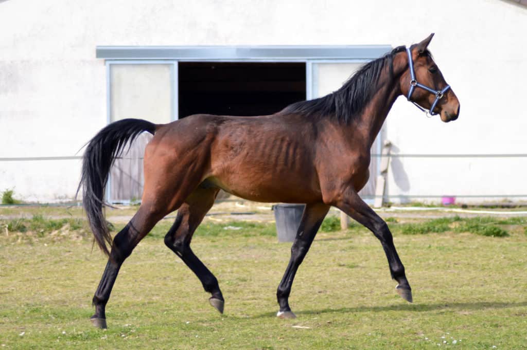 Tips for Feeding Horses; how do i feed an underweight picky eater horse