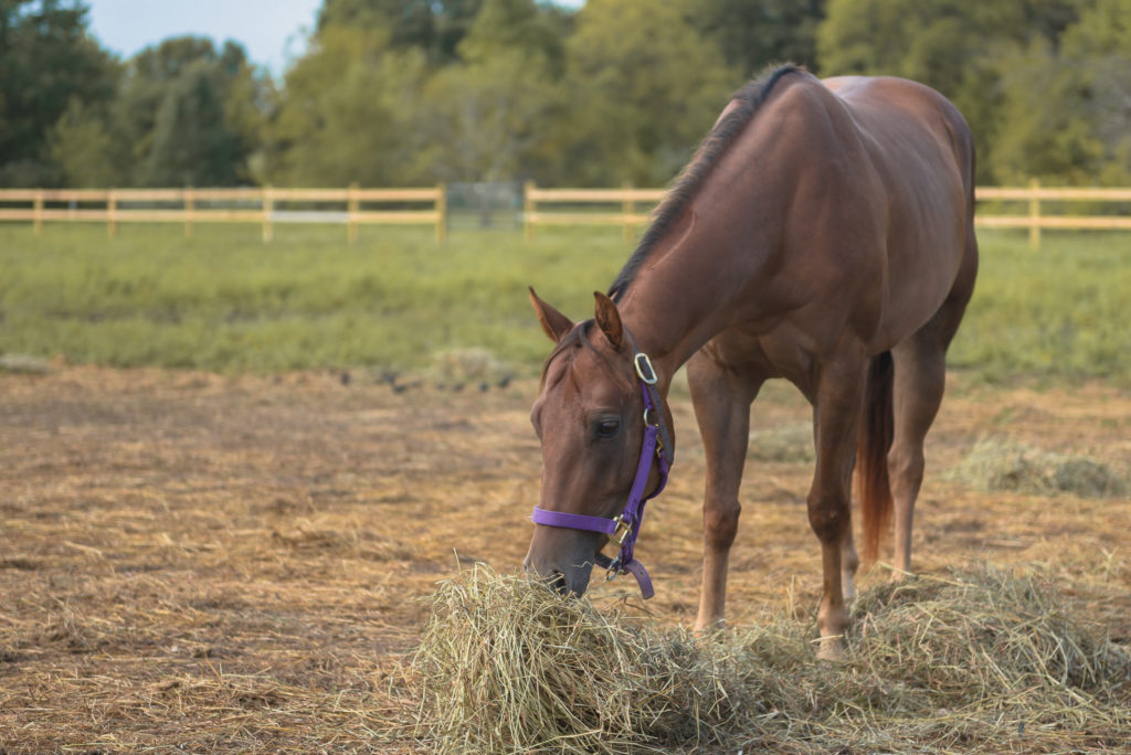 keeping horse diets consistent