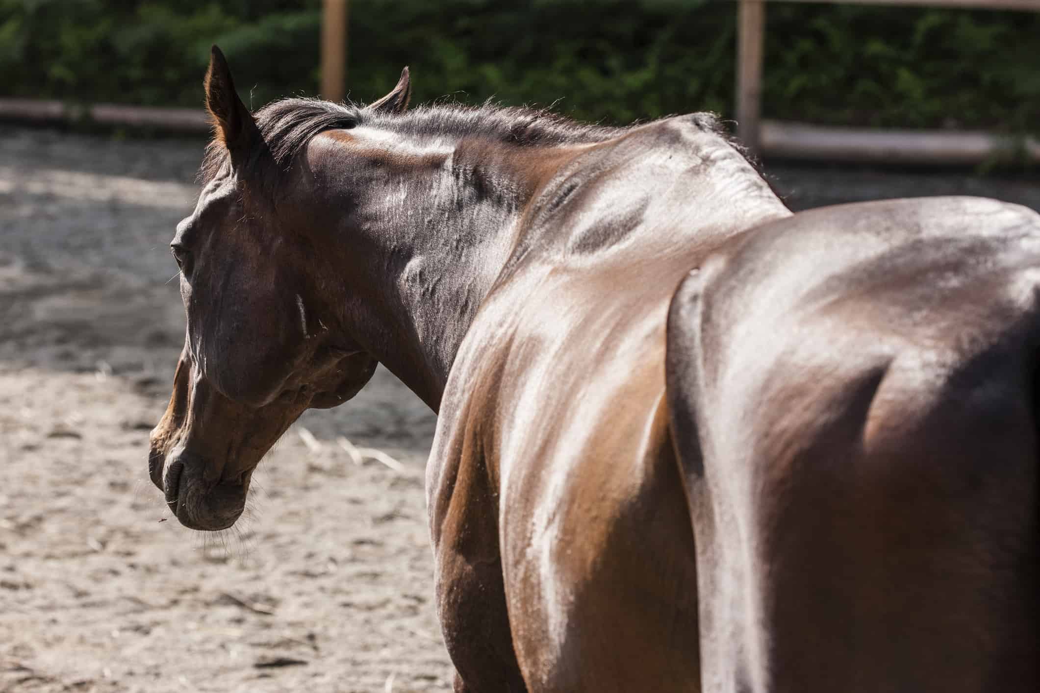Horse Topline-Building Tips