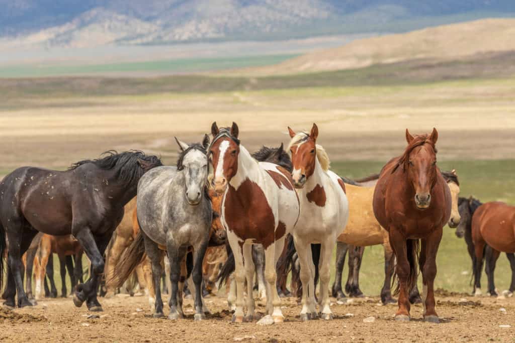 blm muddy creek herd management area