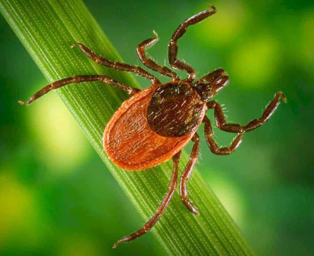 equine anaplasmosis; Does a Canine Lyme Vaccine Elicit a Response in Horses?