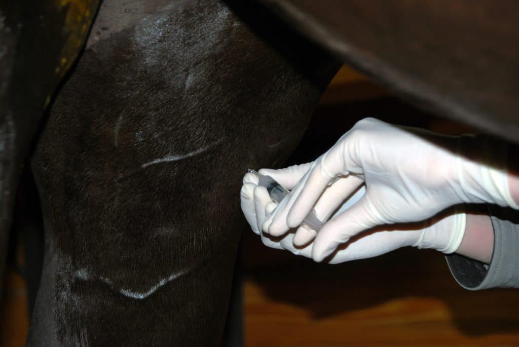 are frequent joint injections safe for horses; Equine Intra-Articular Osteoarthritis Treatment Options
