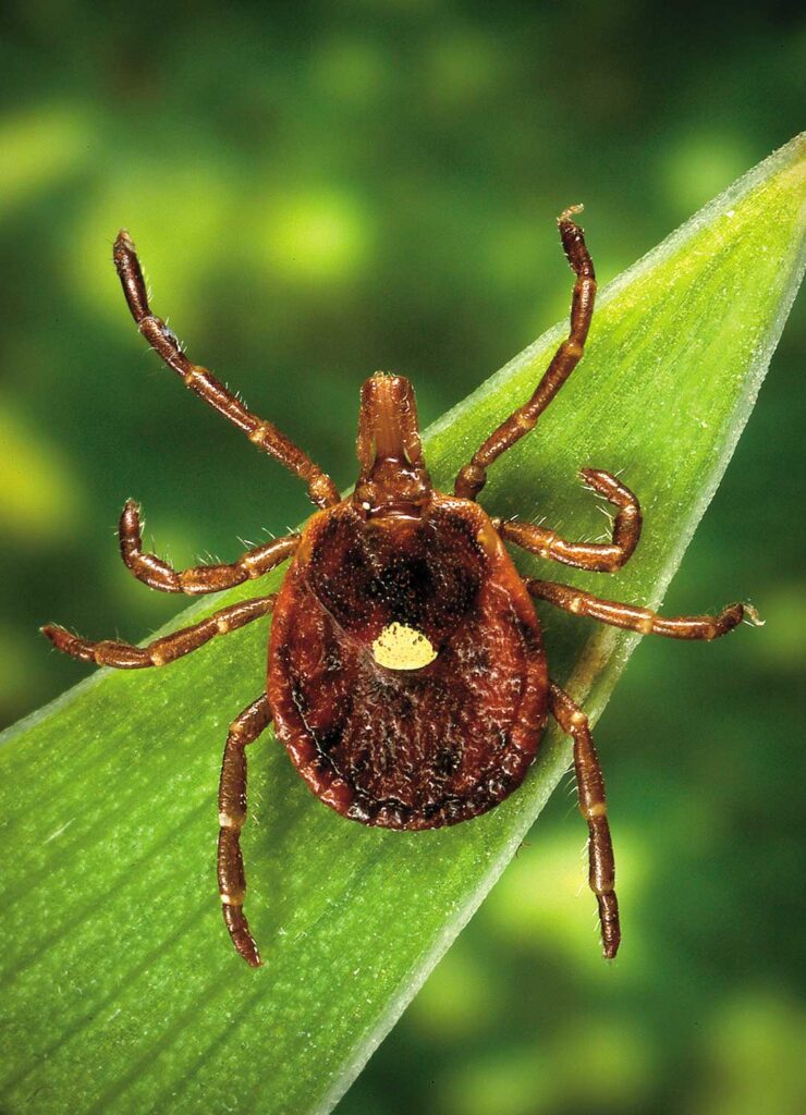Lone star tick