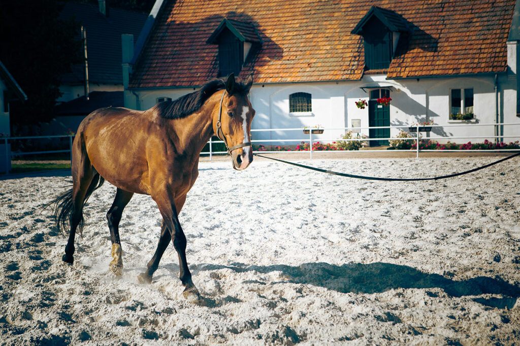 longeing bay horse
