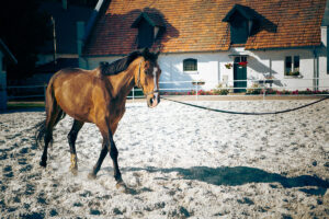 longeing bay horse