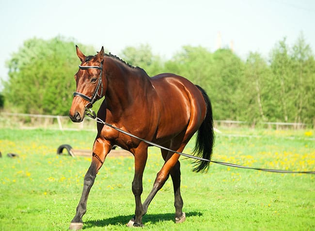 longeing sport horse
