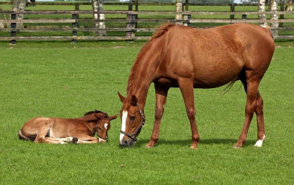 Can a Mare's Personality Change After Her First Foal?