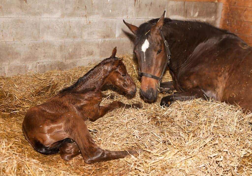 Olds College Launches Equine Reproduction Tech Program