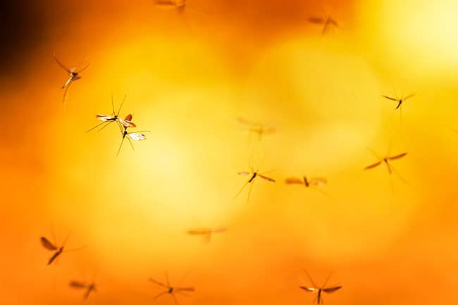mosquitos