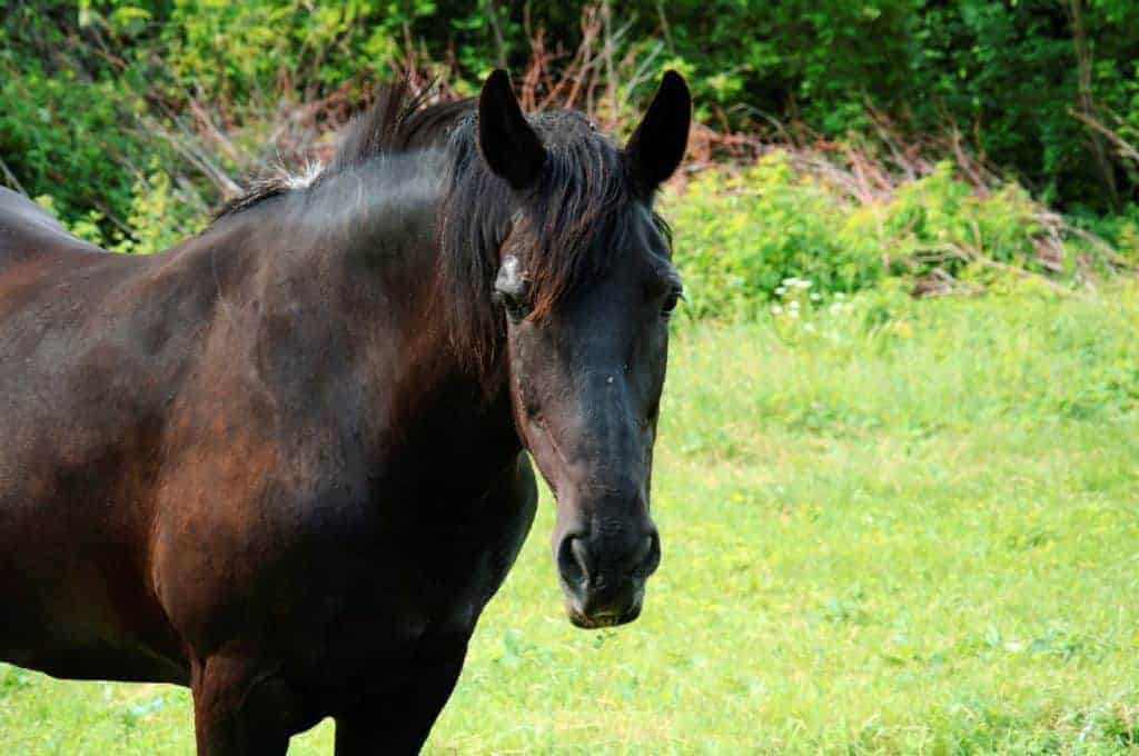 Old black horse in pasture
