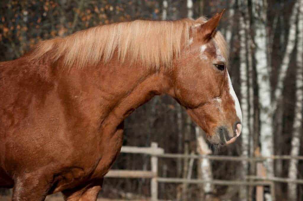 Old Draft Horse
