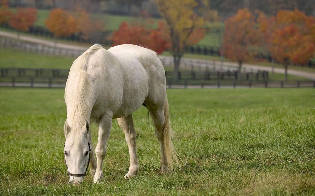 2018 KER Conference; Caring for Senior Horses: What to Remember