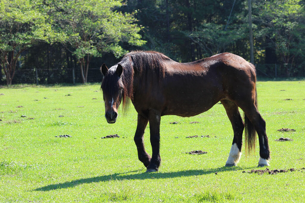 older bay horse