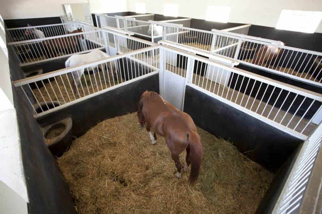 Messy Gelding vs. Tidy Gelding